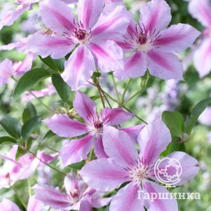 Клематис Гиренас крупноцветковый (2)