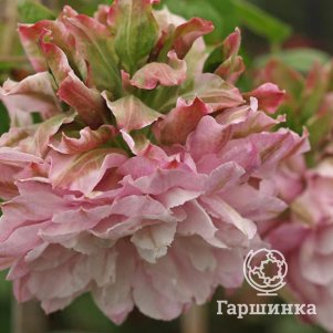 Клематис Дансинг Смайл крупноцветковый (2)