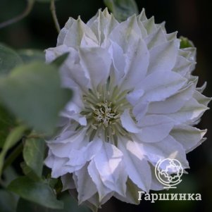 Клематис Руриокоши крупноцветковый (2)