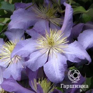 Клематис Радищев крупноцветковый (3)