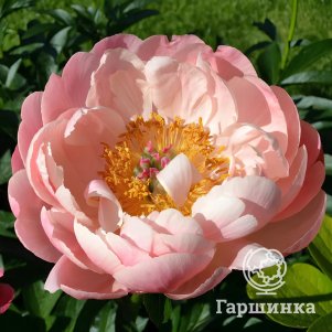 

Пион Априкот Виспер