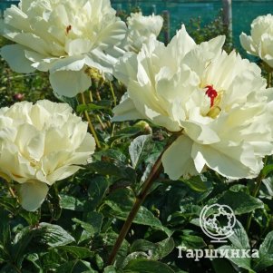 

Пион Ванилла Шнапс