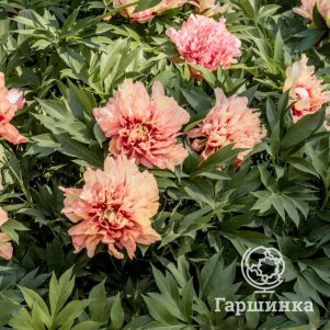 

Пион-ИТО Оранж Виктори