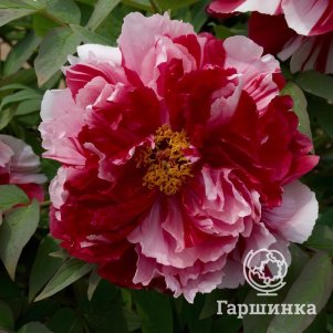 

Пион Дао Джин древовидный