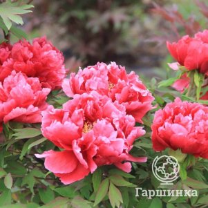 

Пион Хуа Ван древовидный