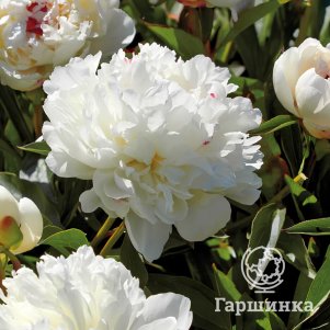 Пион Фестива Максима. Питомник Юлии Олейник