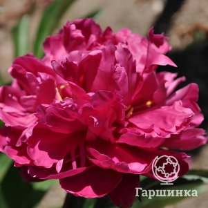 

Пион Луи Ван Гут молочноцветковый, Питомник Юлии Олейник