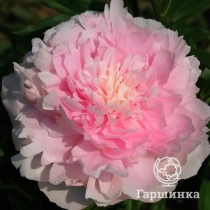 

Пион Бесси, Питомник Юлии Олейник