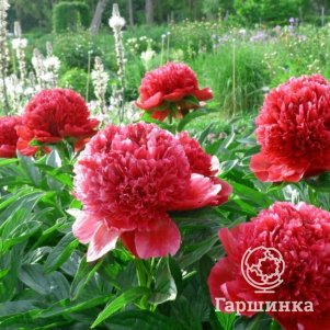 

Пион Ред Шарм, Питомник Юлии Олейник