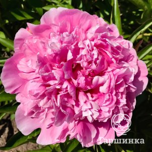 

Пион Себастьян Маас, Питомник Юлии Олейник