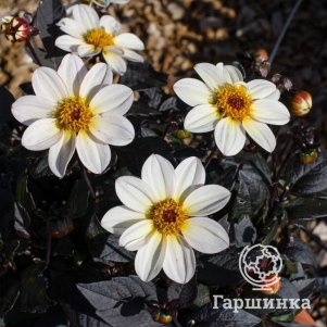 Георгина Хэппи Дэйз Крем Вайт бордюрная