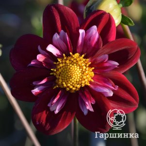 Георгина Джойфул Инвестмент воротничковая