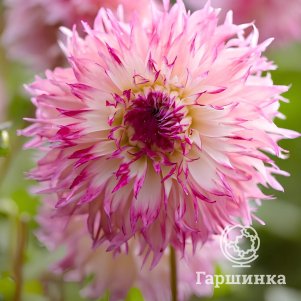 Георгина Пайнлендс Принцесс кактусовидная