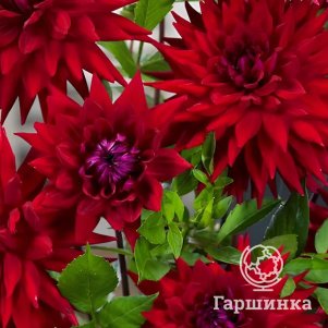Георгина Виттеменс Бест кактусовидная