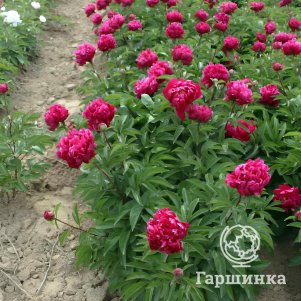 Пион Пурпурный Лотос фиолетовый
