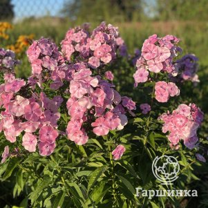 

Флокс Татьяна