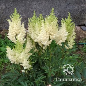 Астильба Арендса Виссе Глория