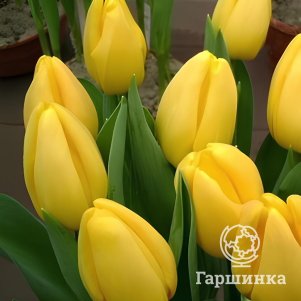 

Тюльпан Голден Парад Дарвина 5шт.