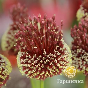 Лук декоративный Ред Мохикан