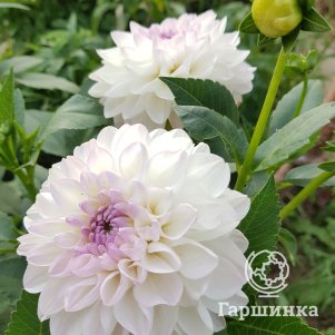 

Георгина Эвелин