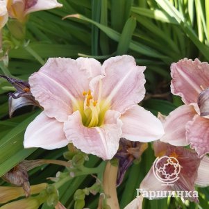 

Лилейник Барбара Митчелл