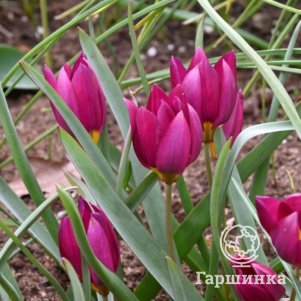 

Тюльпан Одалиск ботанический 5шт