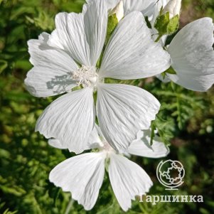 Герань кроваво-красная Альбум