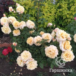 

Роза Карамелла шраб, Топалович
