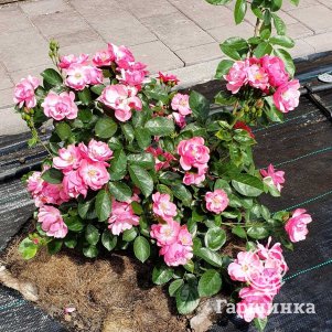 Роза Анжела флорибунда, Топалович