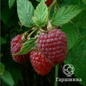 

Малина Бабье лето ремонтантная