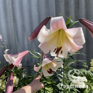 

Лилия Истерн Мун ОТ-гибрид