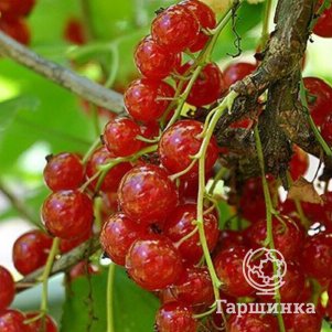 

Смородина Мармеладница красная