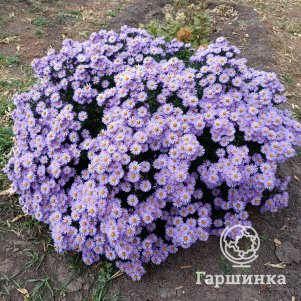 

Астра новобельгийская Пепл Дом