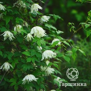 Клематис (Княжик) Лемон Дрим (Лимонная мечта) махровый (1)