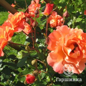 

Роза Вестерланд кустарниковая, Тантау