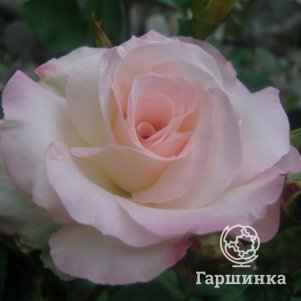 

Роза Шарль Азнавур флорибунда, Imperial Rose