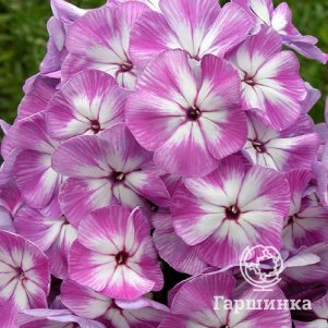 

Флокс Царь Салтан