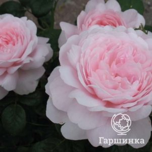 

Роза Квин оф Шведен/Кристина, Д.Остин кустарниковая