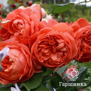 

Роза Саммер Сонг, Д.Остин кустарниковая