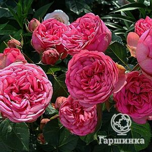 Роза Пинк Пиано чайно-гибридная, Тантау, цвет 12 см - фото 1