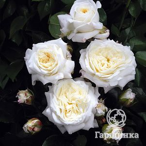 Роза Флорентине флорибунда, цвет 10 см