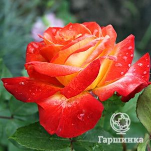Роза Пигаль 85 флорибунда, цвет 10 см
