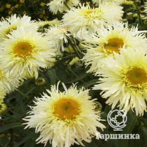 

Ромашка (Нивяник) Голдрауш
