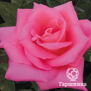 Роза Паваротти чайно-гибридная, цвет 13 см