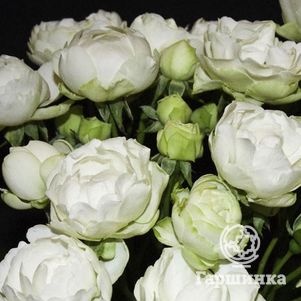 Роза Снепринсесс миниатюрная, Топалович - фото 1