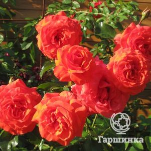   , Imperial Rose