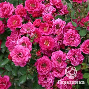 Роза Блю Парад миниатюрная, цвет 4 см - фото 1