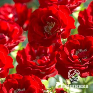 Роза Аделаида Худлес канадская парковая к/c, цвет 8 см - фото 1