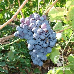 Виноград плодовый Альфа - фото 1