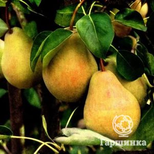 

Груша Купава